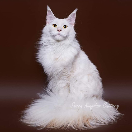 CH. Watson Sibkun Pride